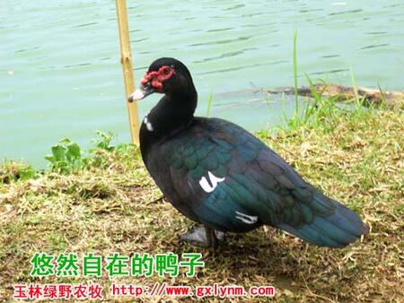 оGҰr޹˾