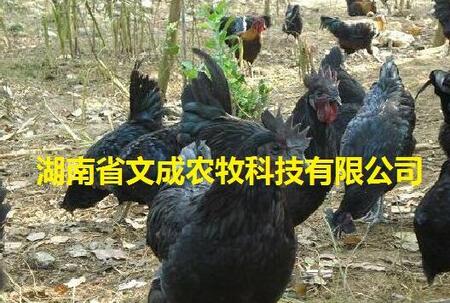 Gu _u Gu-ʡĳrƼ޹˾