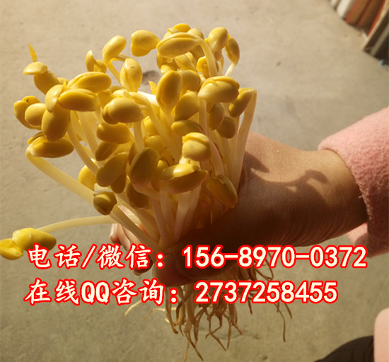 ŰСͶѿCеO䣬ȫԄӶѿCXһ_P䓶ѿCS