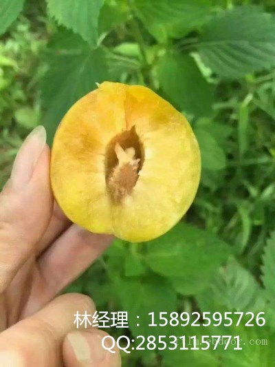 Lɳ猍Lɳ猍