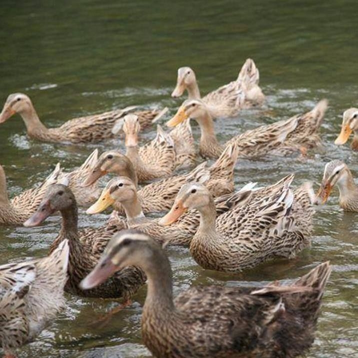 Ĵl    ɶ߅繩