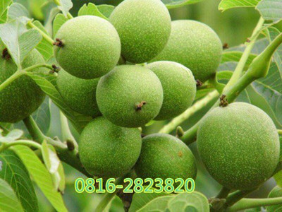  ޽Ӻ ҕl޽ˮNN