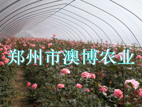 ͏ͺϲϴǼ ҴǼ 䓹ܜҴ
