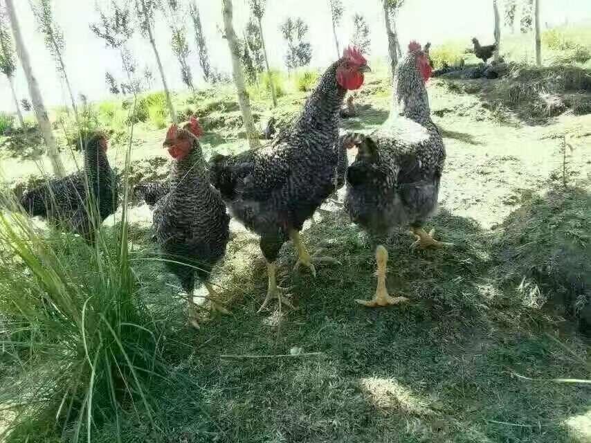 ĴNJulS ɶu繩 dur