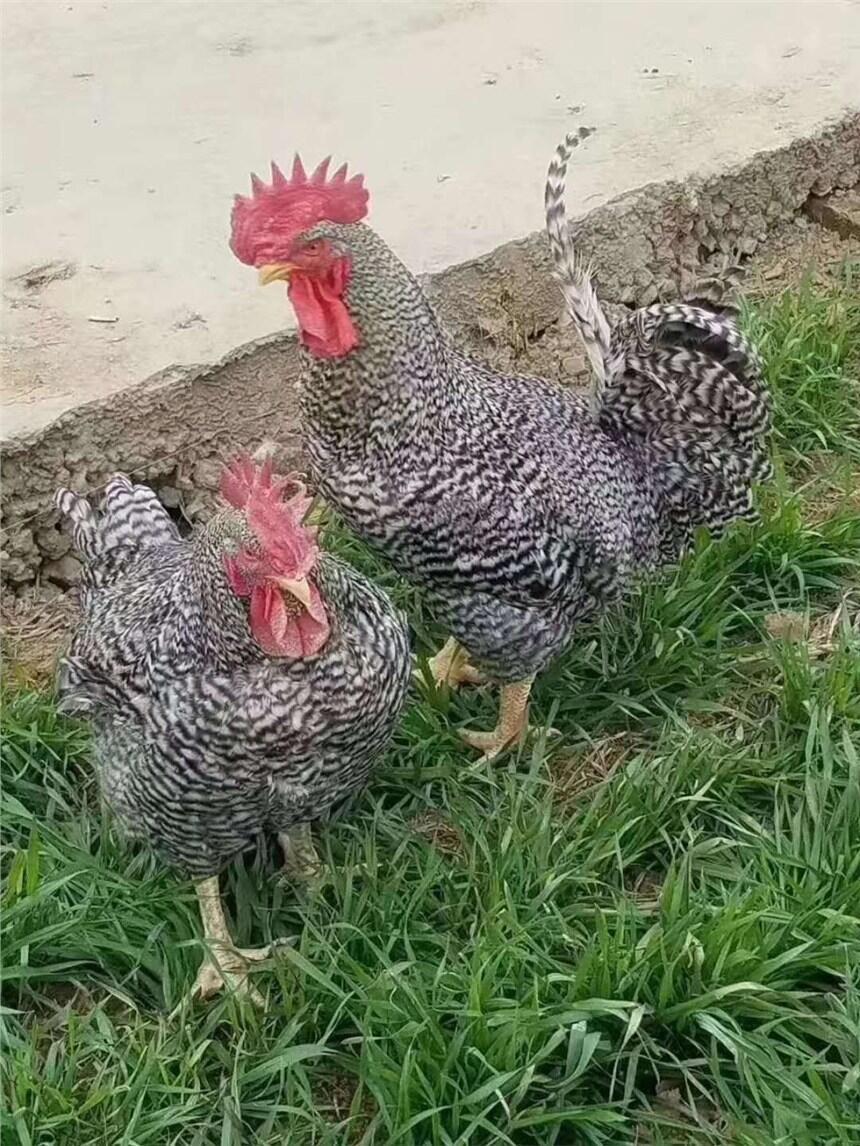 CJul ŽSu繩 ƽPur