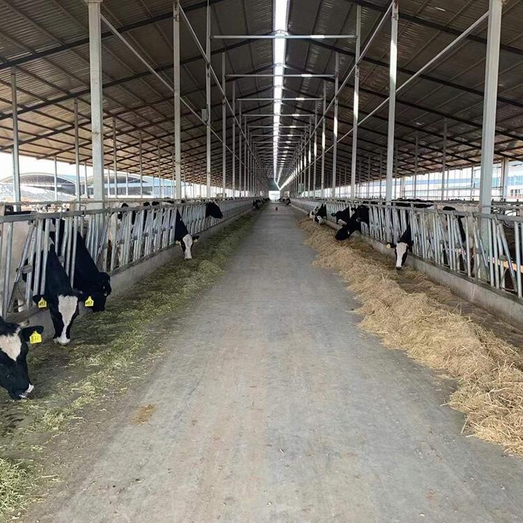 ĴBţOţiAiʽţi