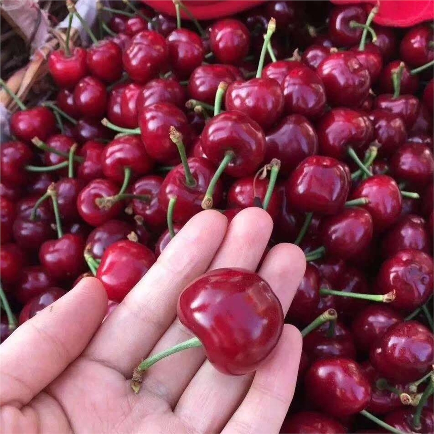 M܇cherryұOҪ